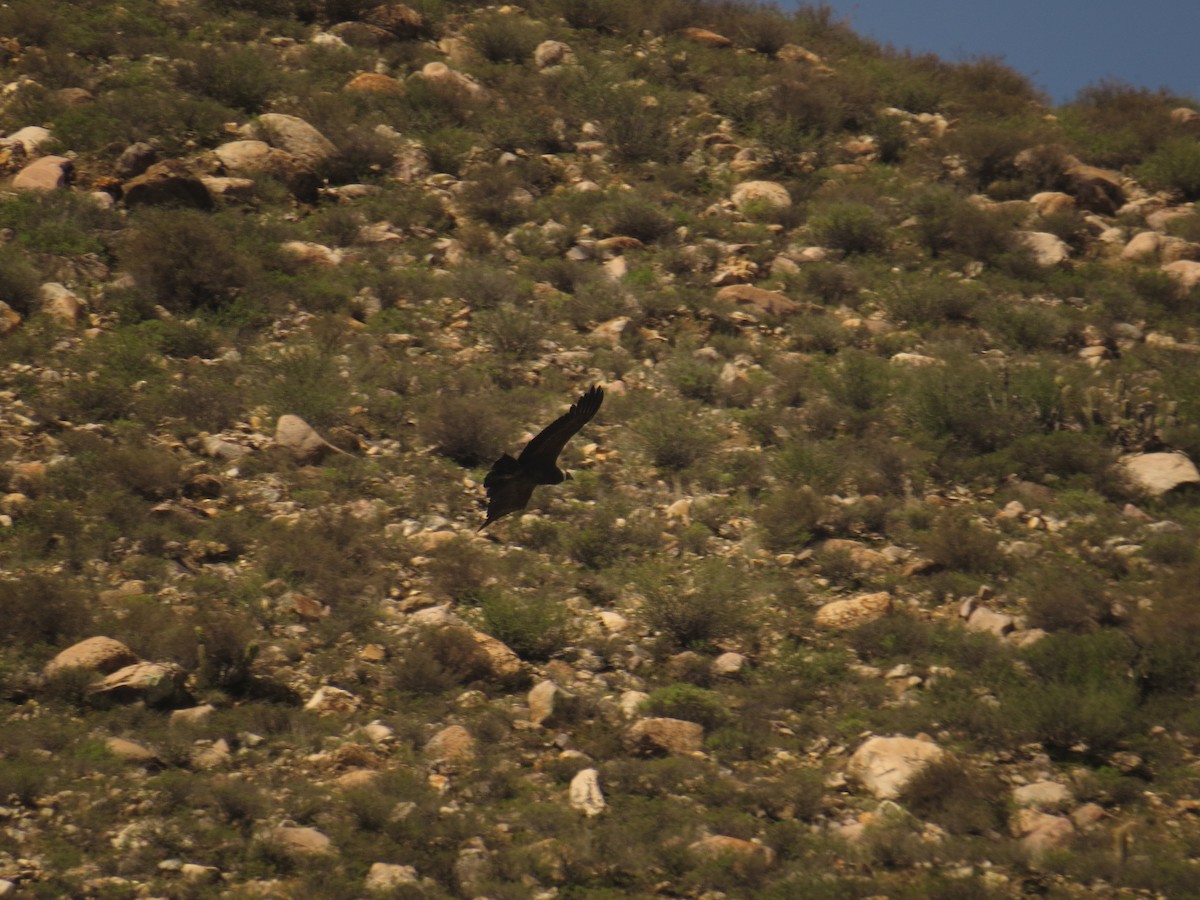 Andean Condor - ML537429921