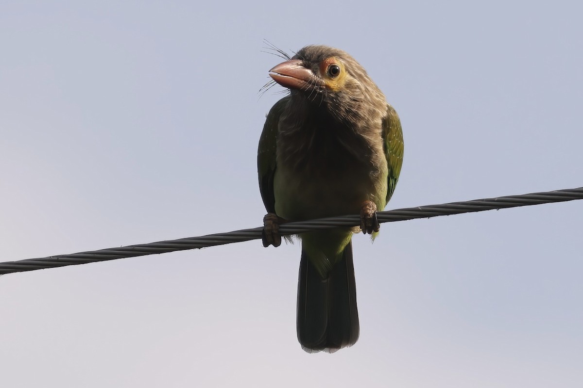 Brown-headed Barbet - ML537430311