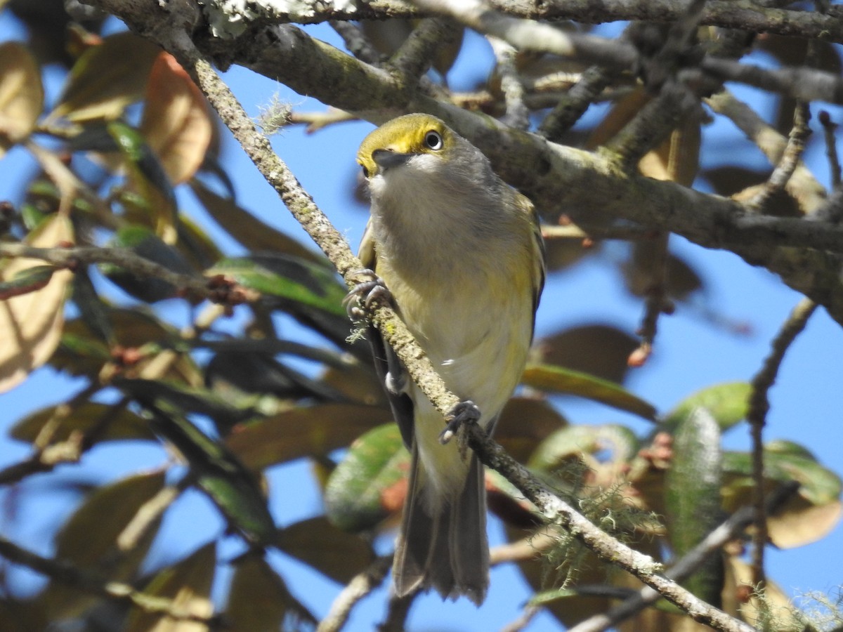 White-eyed Vireo - ML537430341