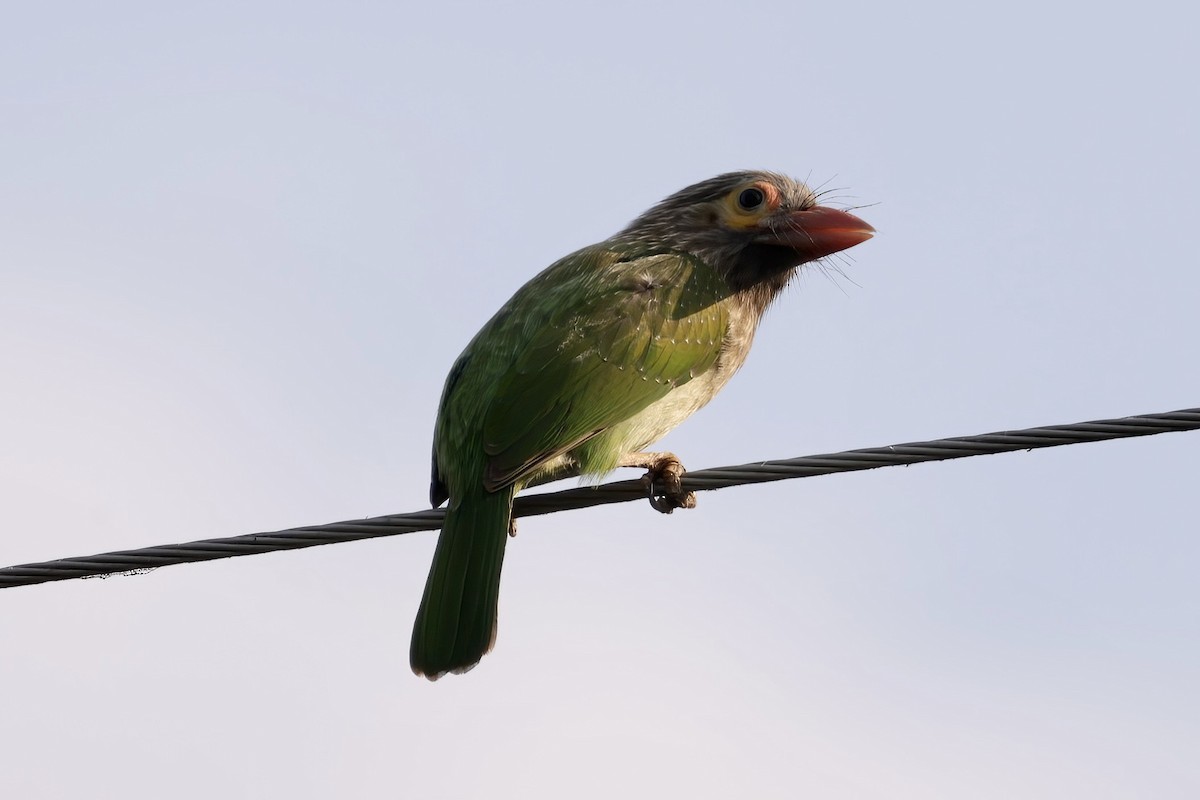 Brown-headed Barbet - ML537430371