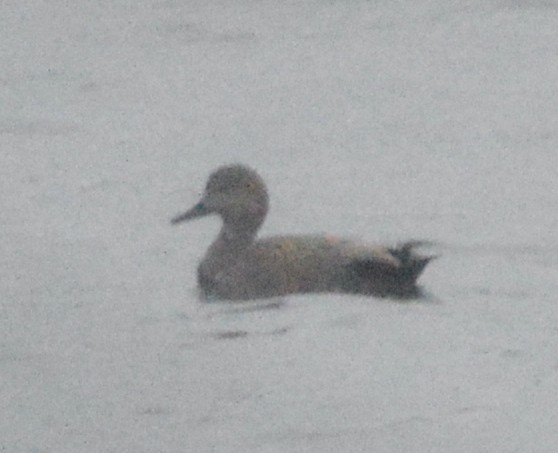 Gadwall - ML537430541