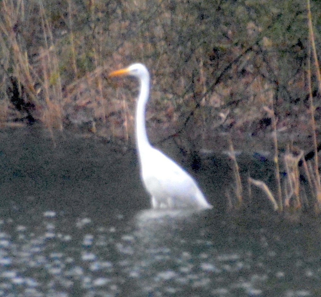 Great Egret - ML537431121