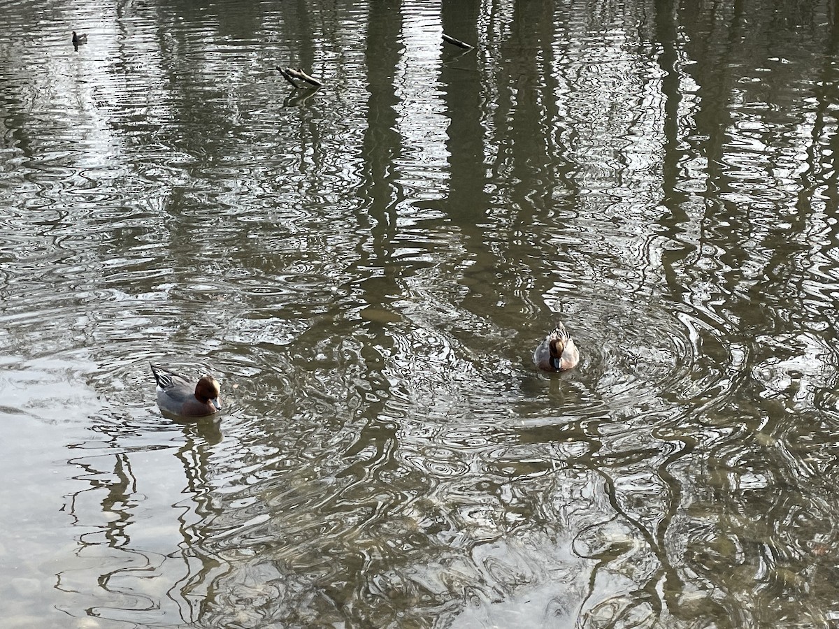 Eurasian Wigeon - ML537431651