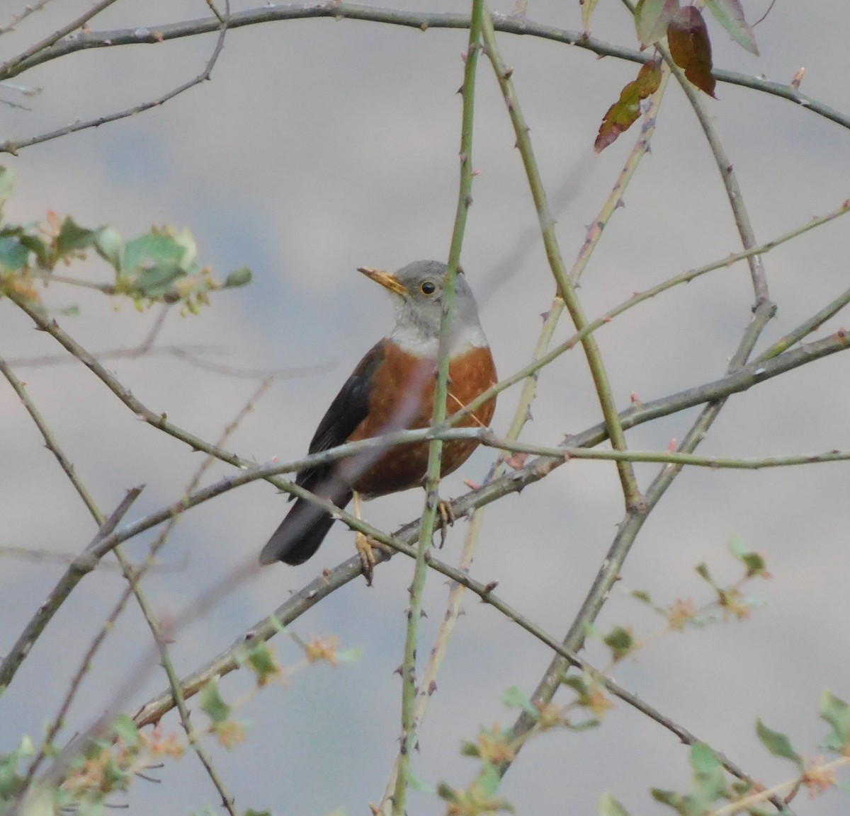 Kastaniendrossel - ML537431841