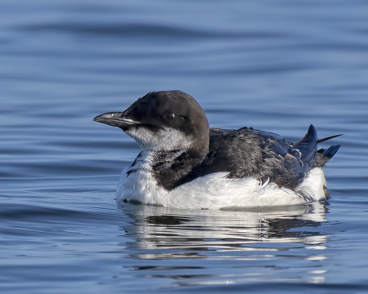 ub. fugl (Aves sp.) - ML537432201