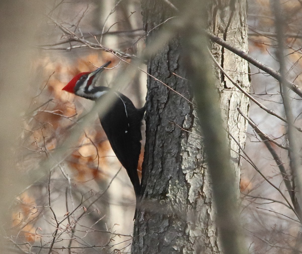 Pileated Woodpecker - Victor Chen