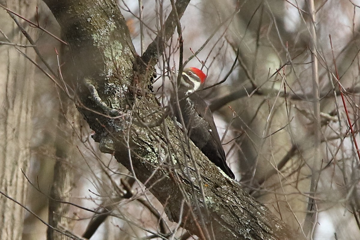 Pileated Woodpecker - Victor Chen