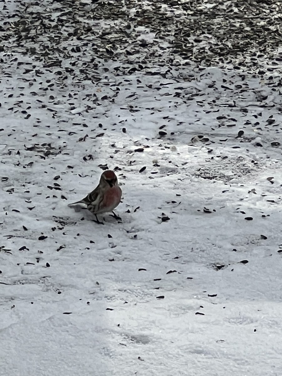 Common Redpoll - ML537432711