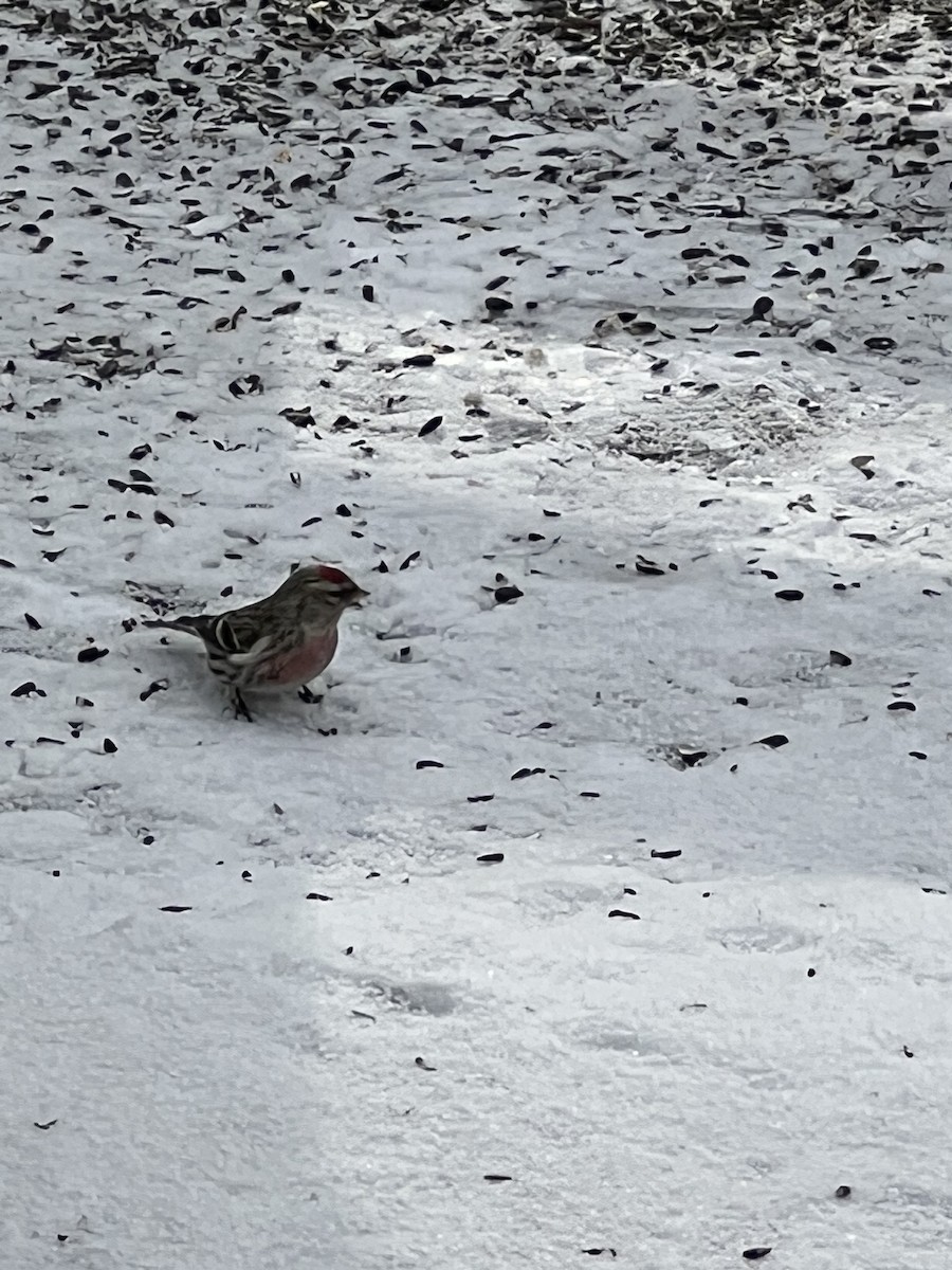 Common Redpoll - ML537432751