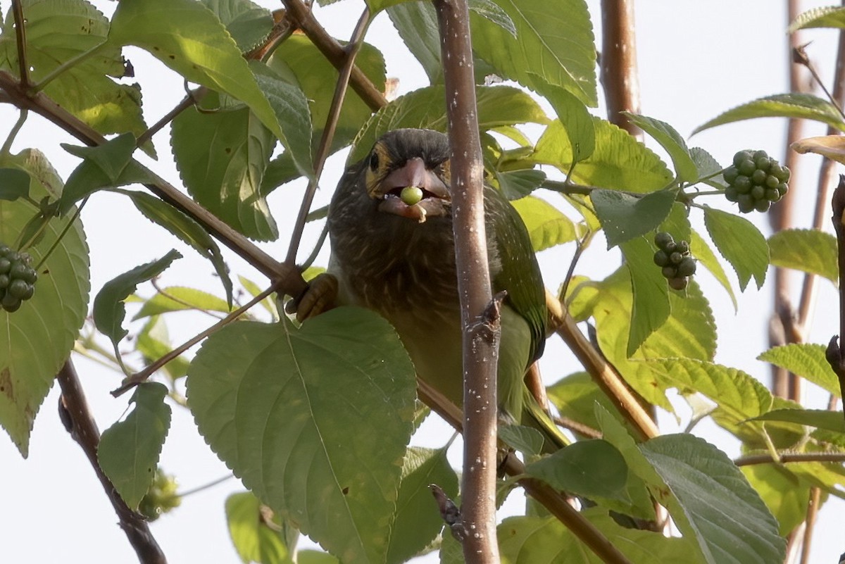 Brown-headed Barbet - ML537432791