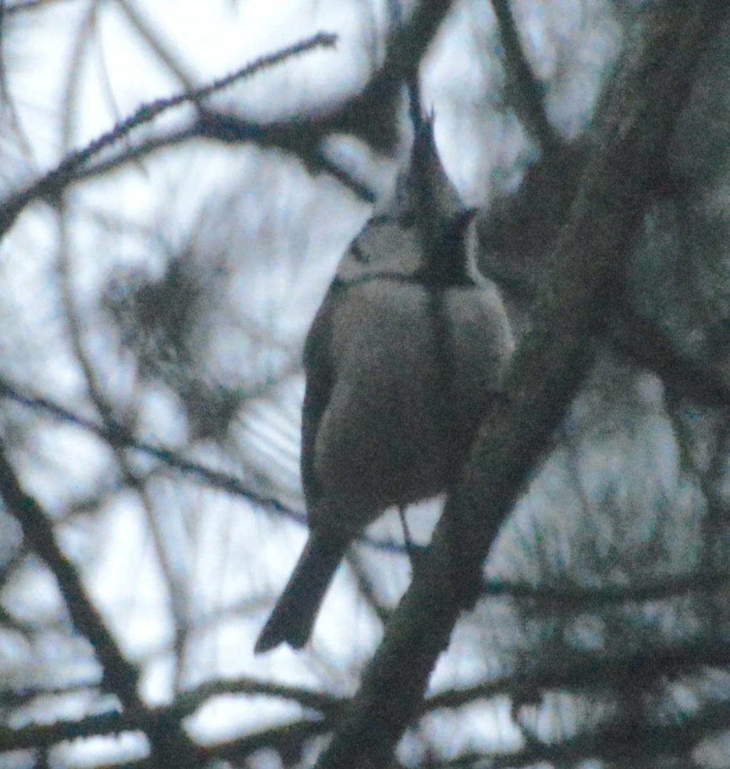 Crested Tit - ML537433251