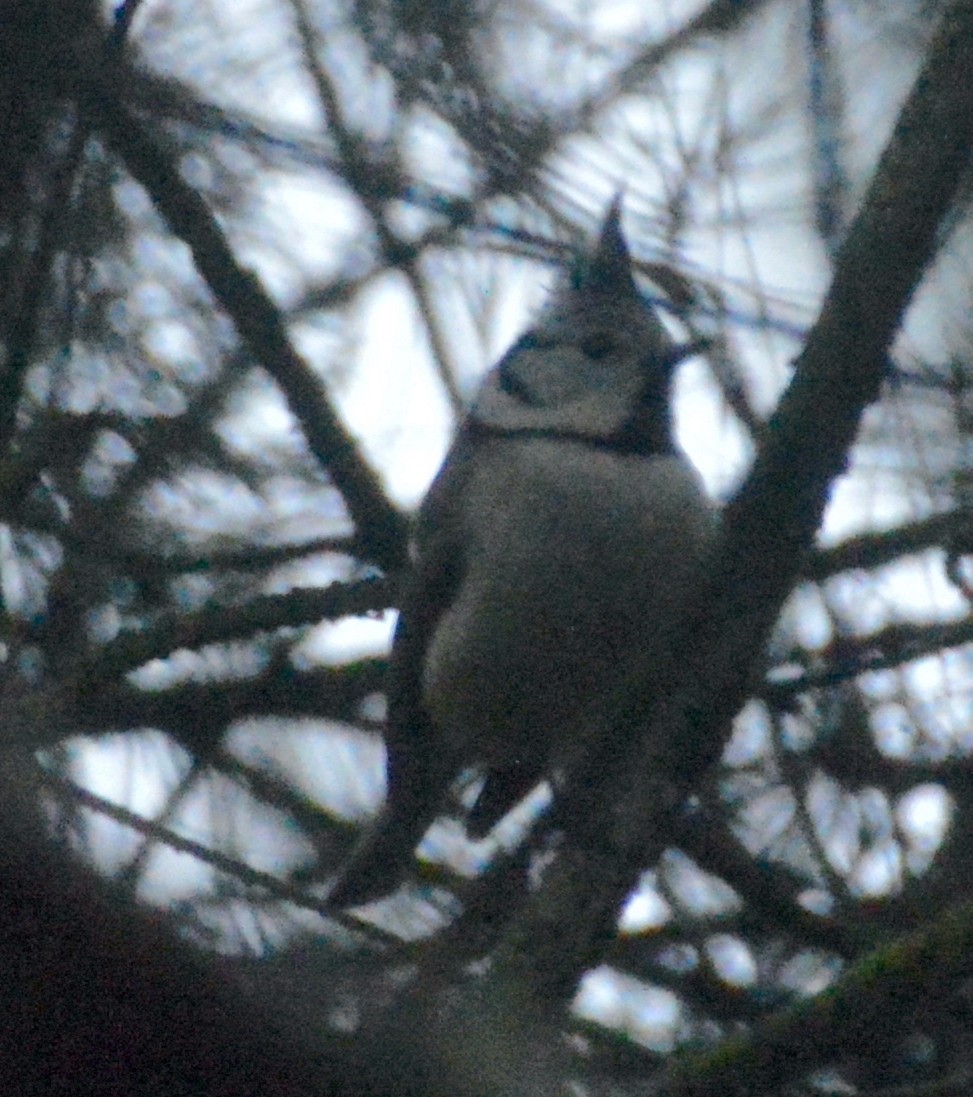 Crested Tit - ML537433281