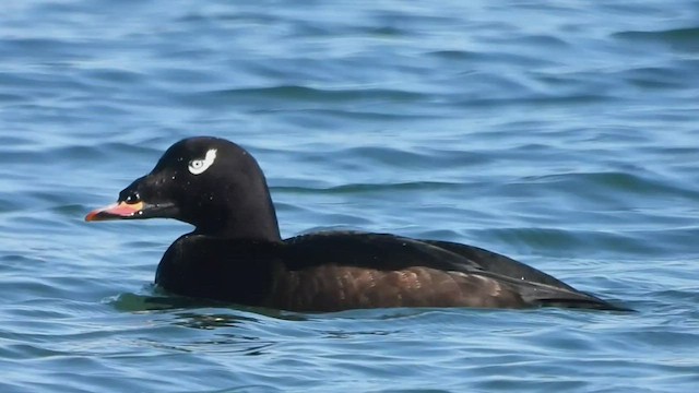 White-winged Scoter - ML537435251