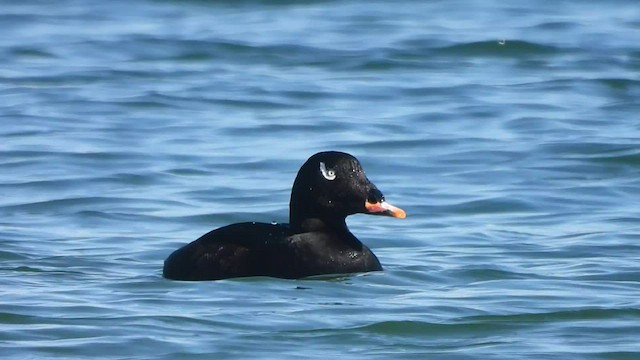 White-winged Scoter - ML537435261