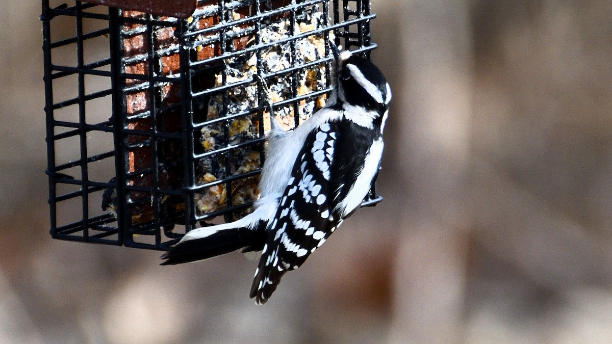 Hairy Woodpecker - ML537436321