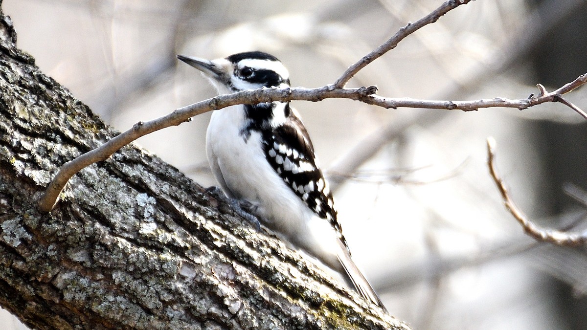 Hairy Woodpecker - ML537436331