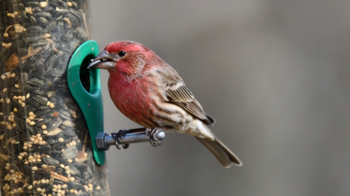 House Finch - ML537436571