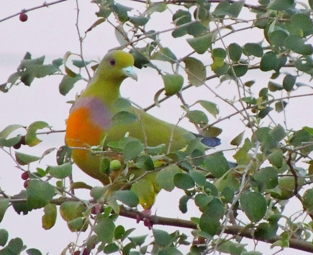 Orange-breasted Green-Pigeon - ML537436611