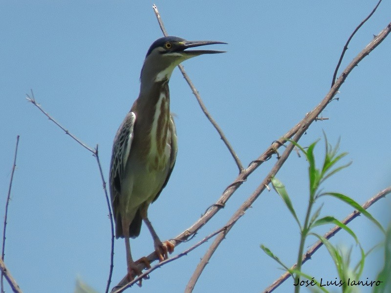 Striated Heron - ML537436691