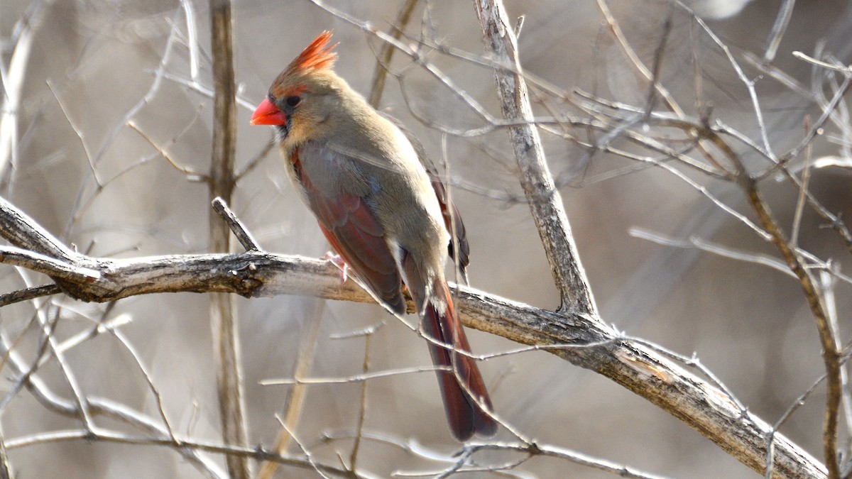 Northern Cardinal - ML537436791