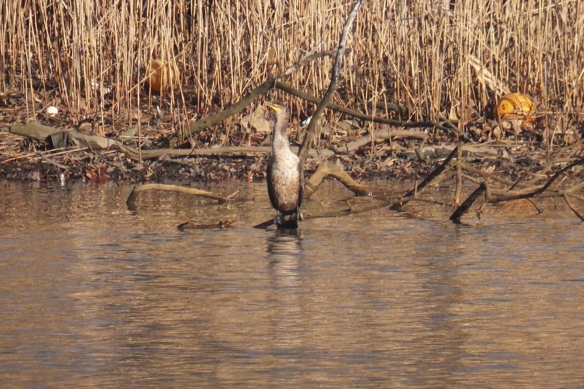 Double-crested Cormorant - ML53743781