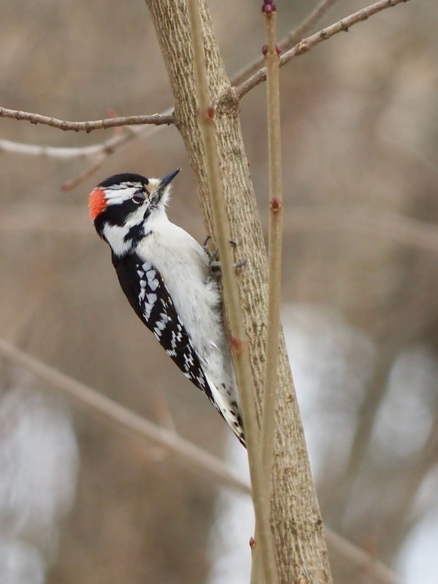 Downy Woodpecker - ML537438691