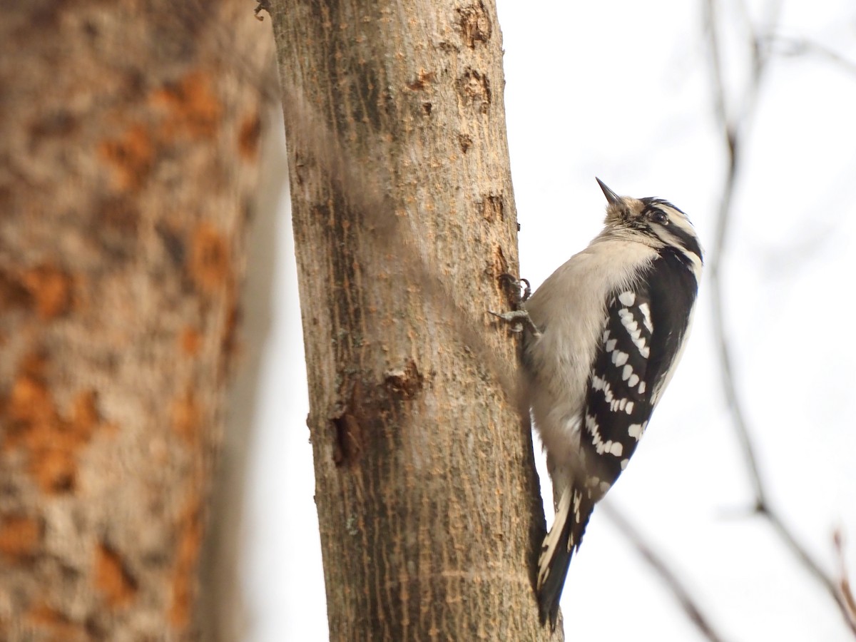 Downy Woodpecker - ML537438701