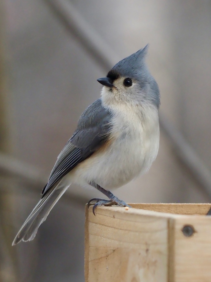 Tufted Titmouse - ML537438811
