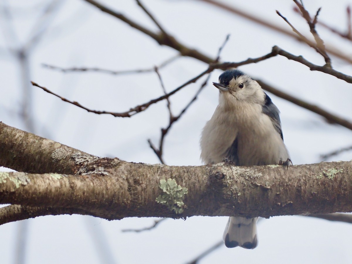 White-breasted Nuthatch - ML537438991