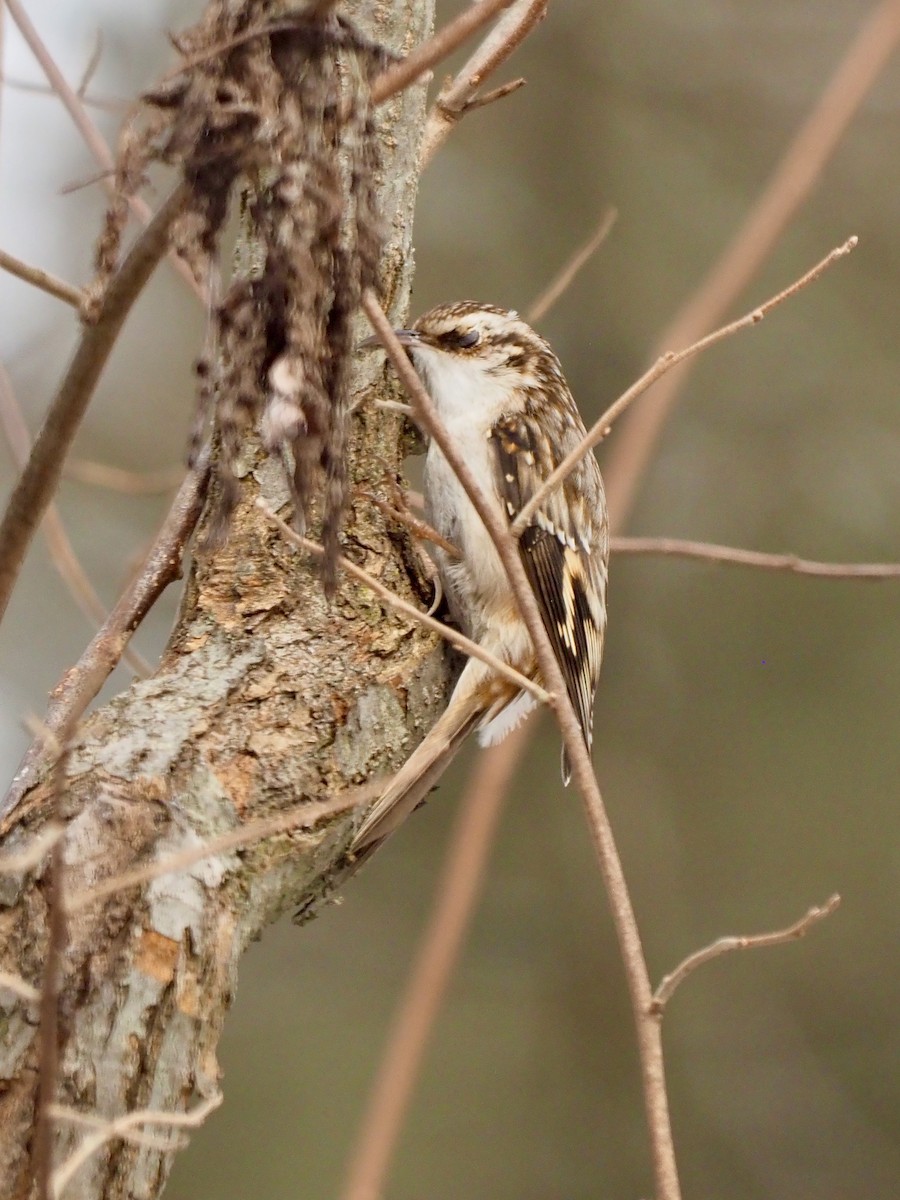 Brown Creeper - ML537439071
