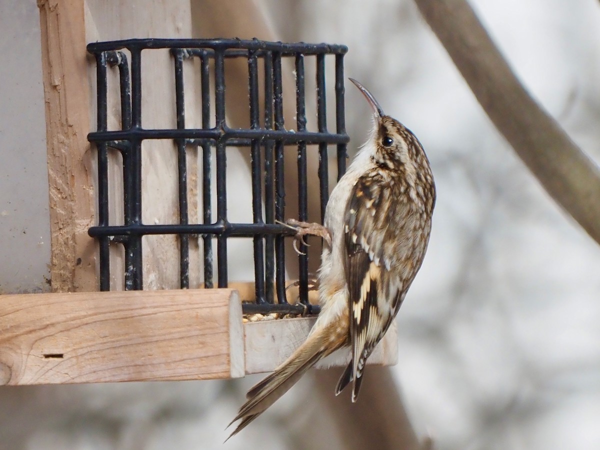 Brown Creeper - ML537439081