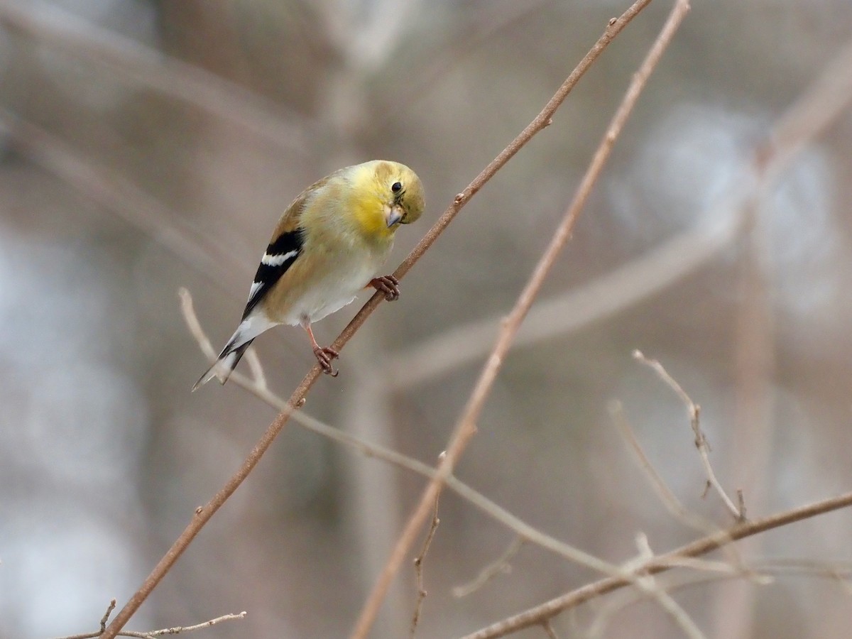 American Goldfinch - ML537439461