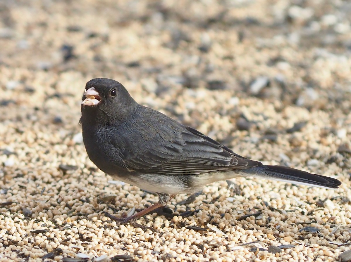 Dark-eyed Junco (Slate-colored) - ML537439541