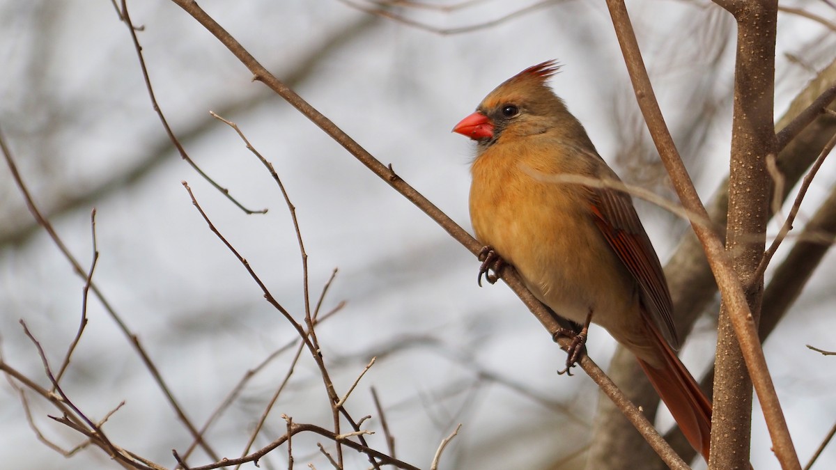 Northern Cardinal - ML537440241