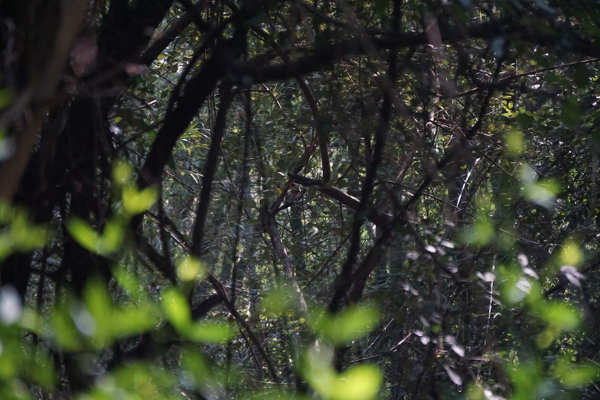 Black-rumped Flameback - ML537440261