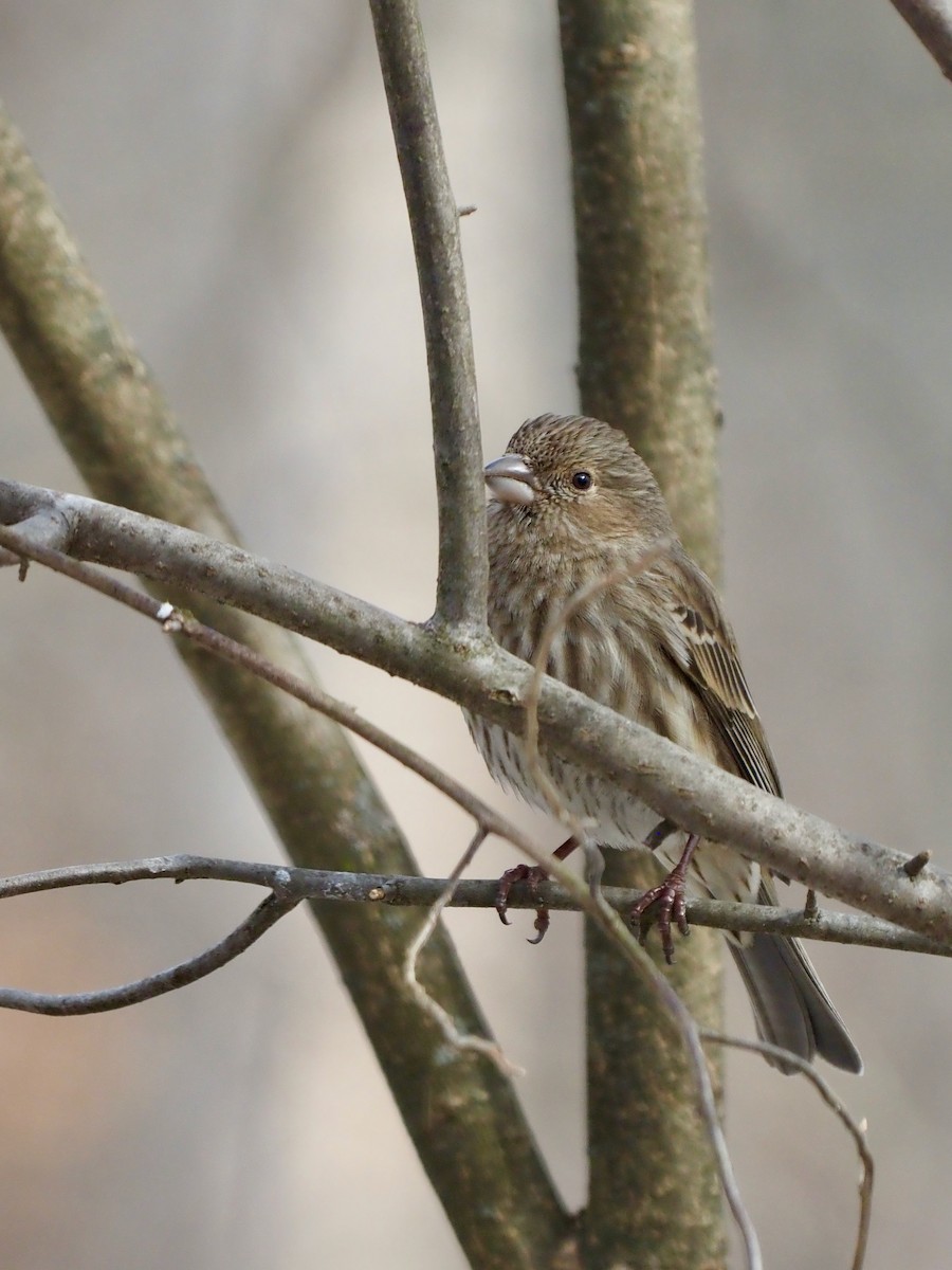 House Finch - ML537440441