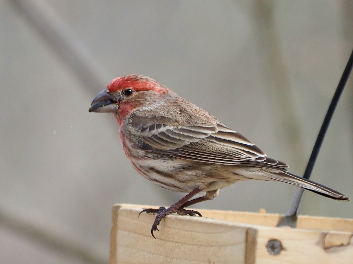 House Finch - ML537440451