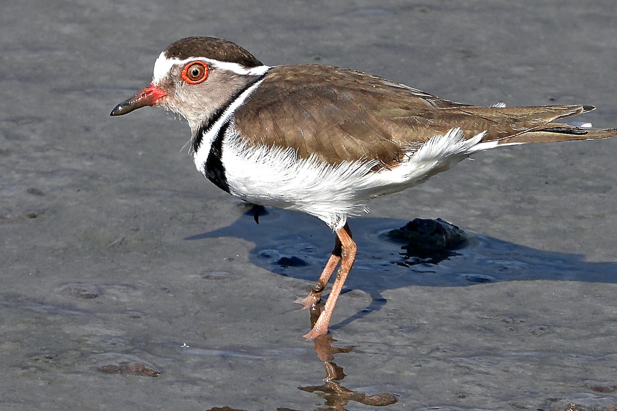 Three-banded Plover - ML537440861