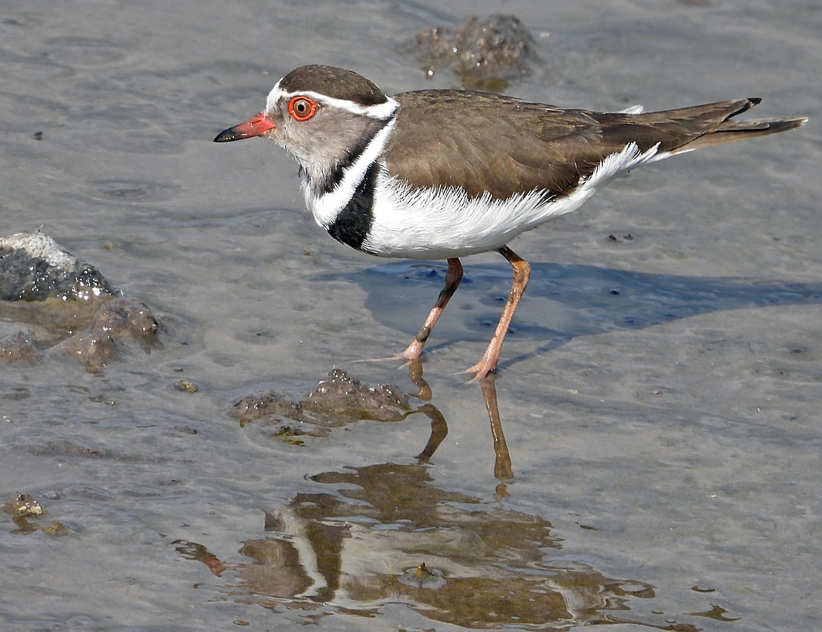 Three-banded Plover - ML537440921