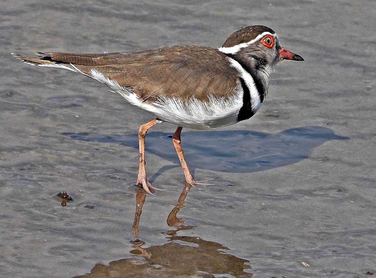 Three-banded Plover - ML537440971
