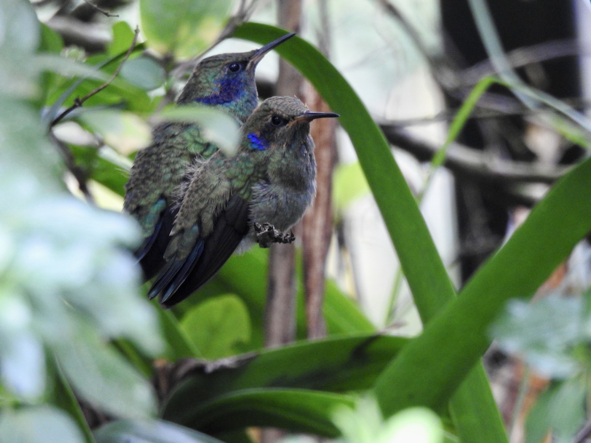 Lesser Violetear - ML537441691