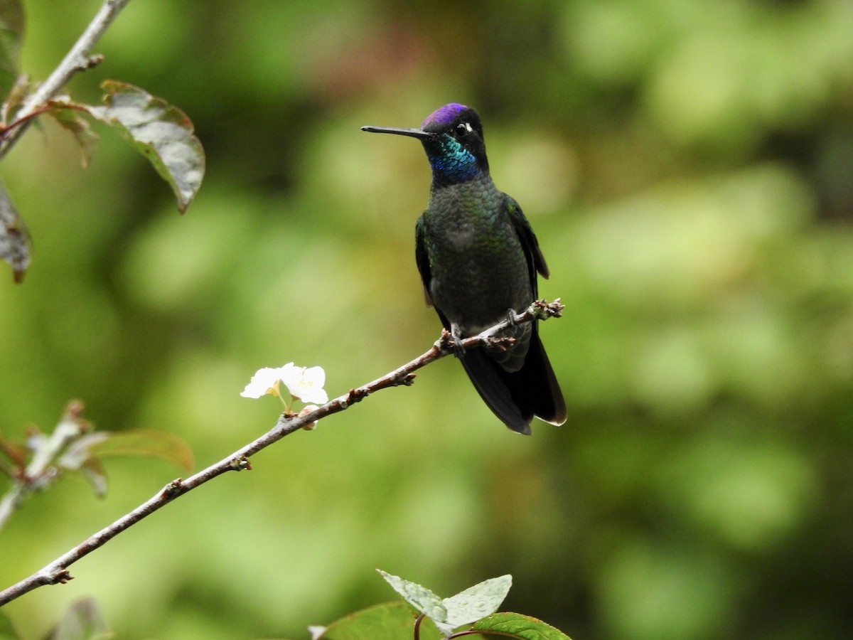 Talamanca Hummingbird - ML537442131
