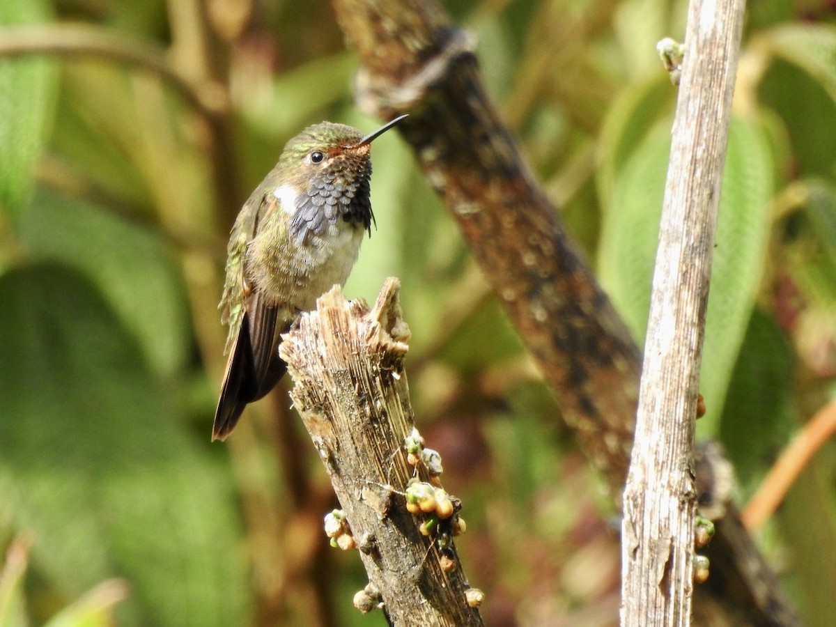 Volcano Hummingbird - ML537442351