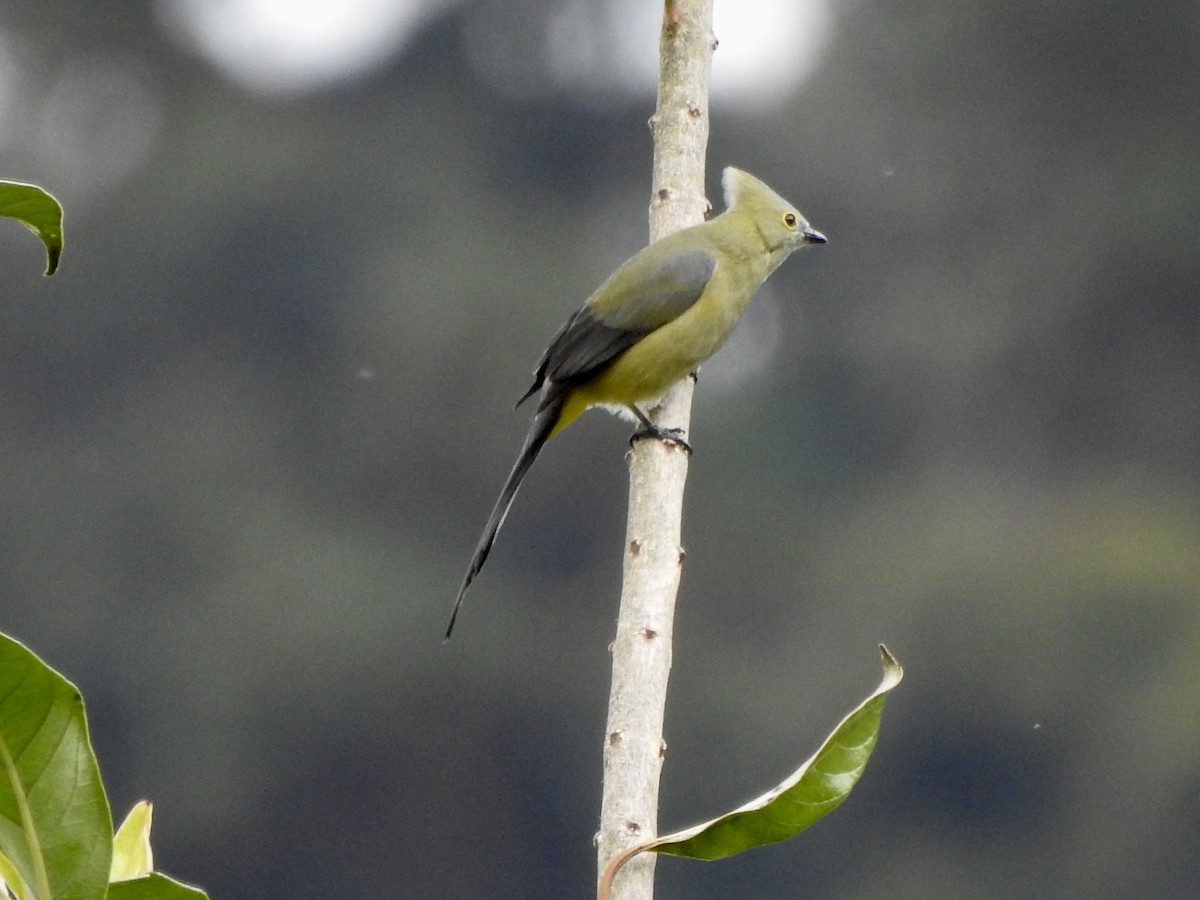 Long-tailed Silky-flycatcher - ML537442581