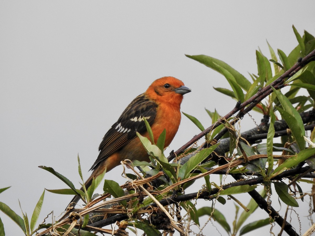 Flame-colored Tanager - ML537443221