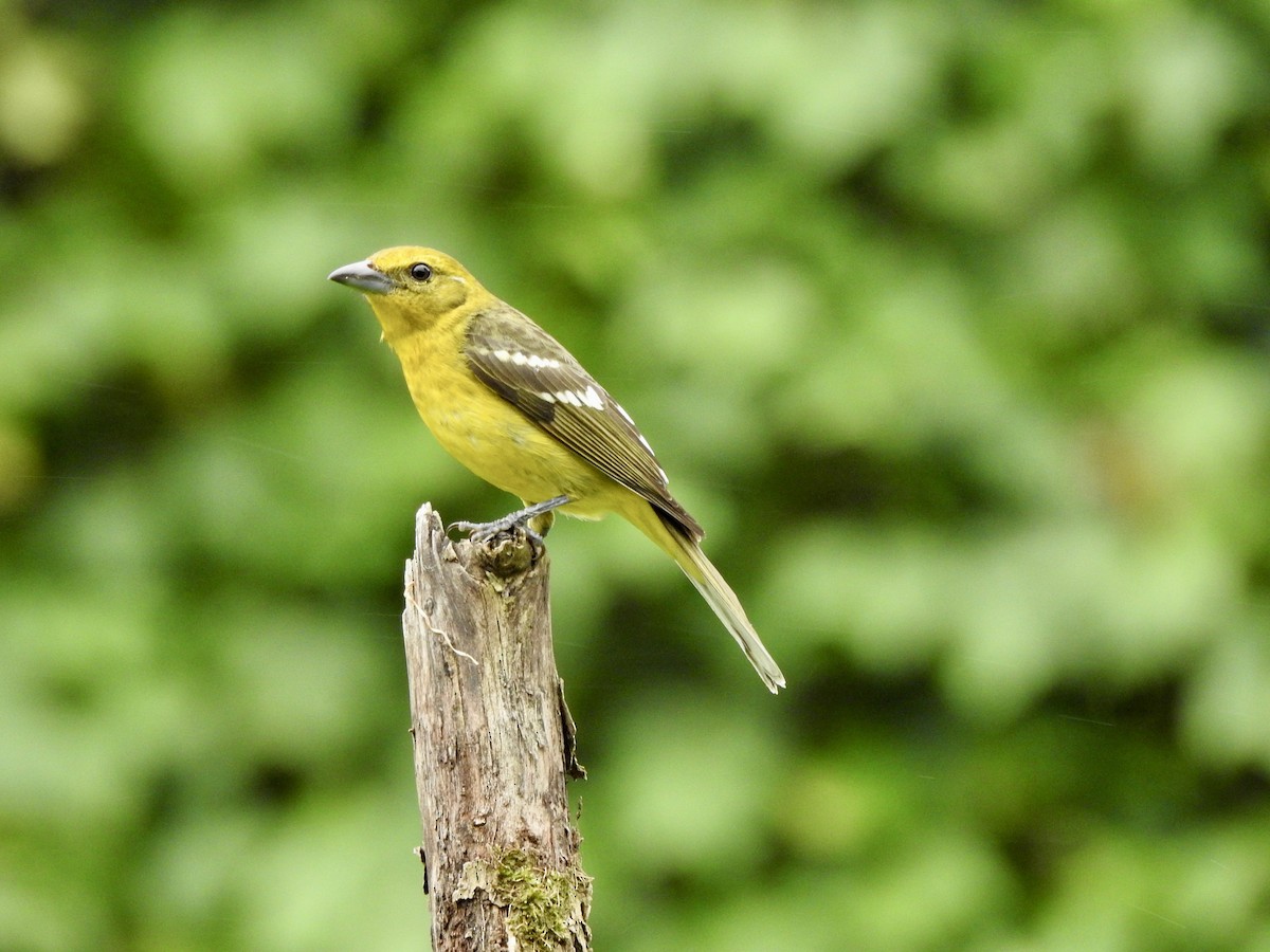 Flame-colored Tanager - ML537443231