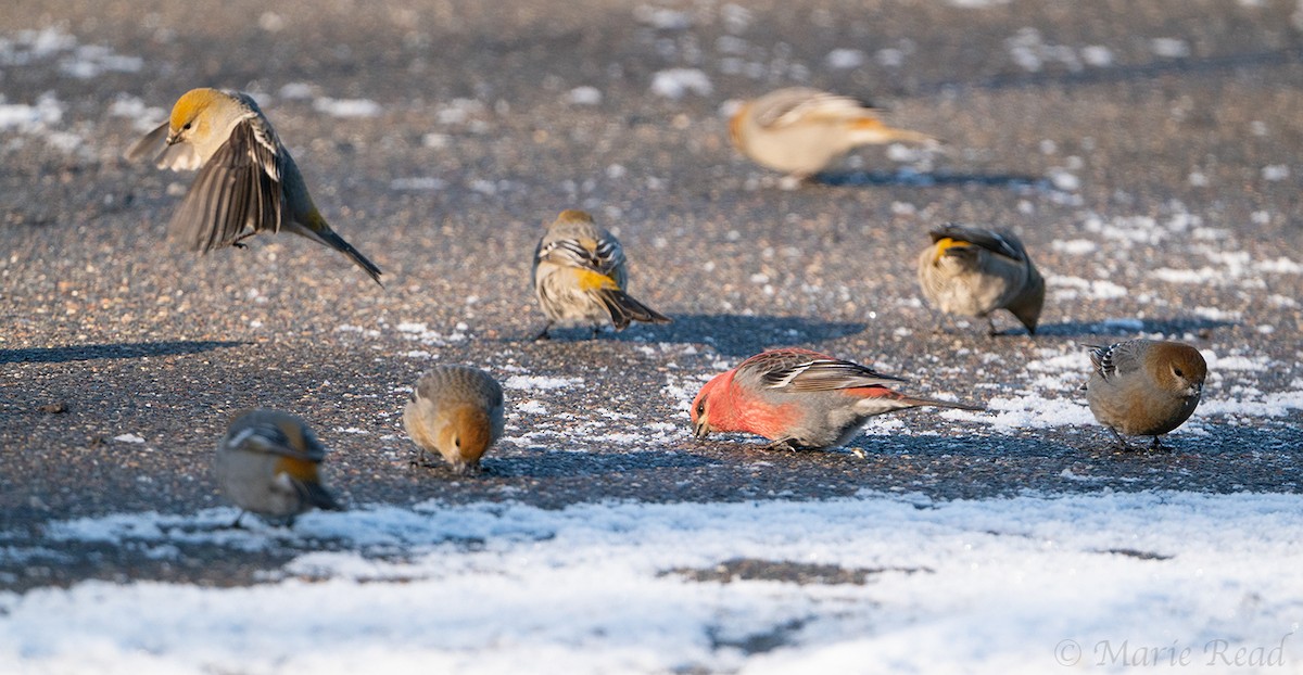 Pine Grosbeak - ML537443581