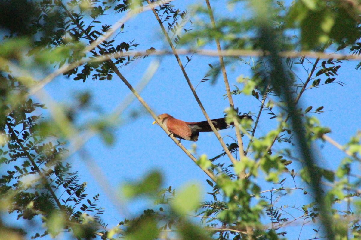 Squirrel Cuckoo - ML537444221