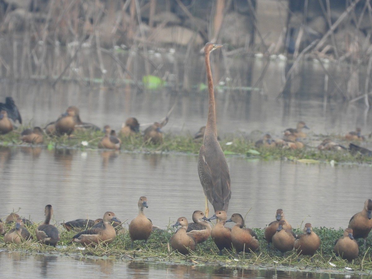 Purple Heron - ML537444891