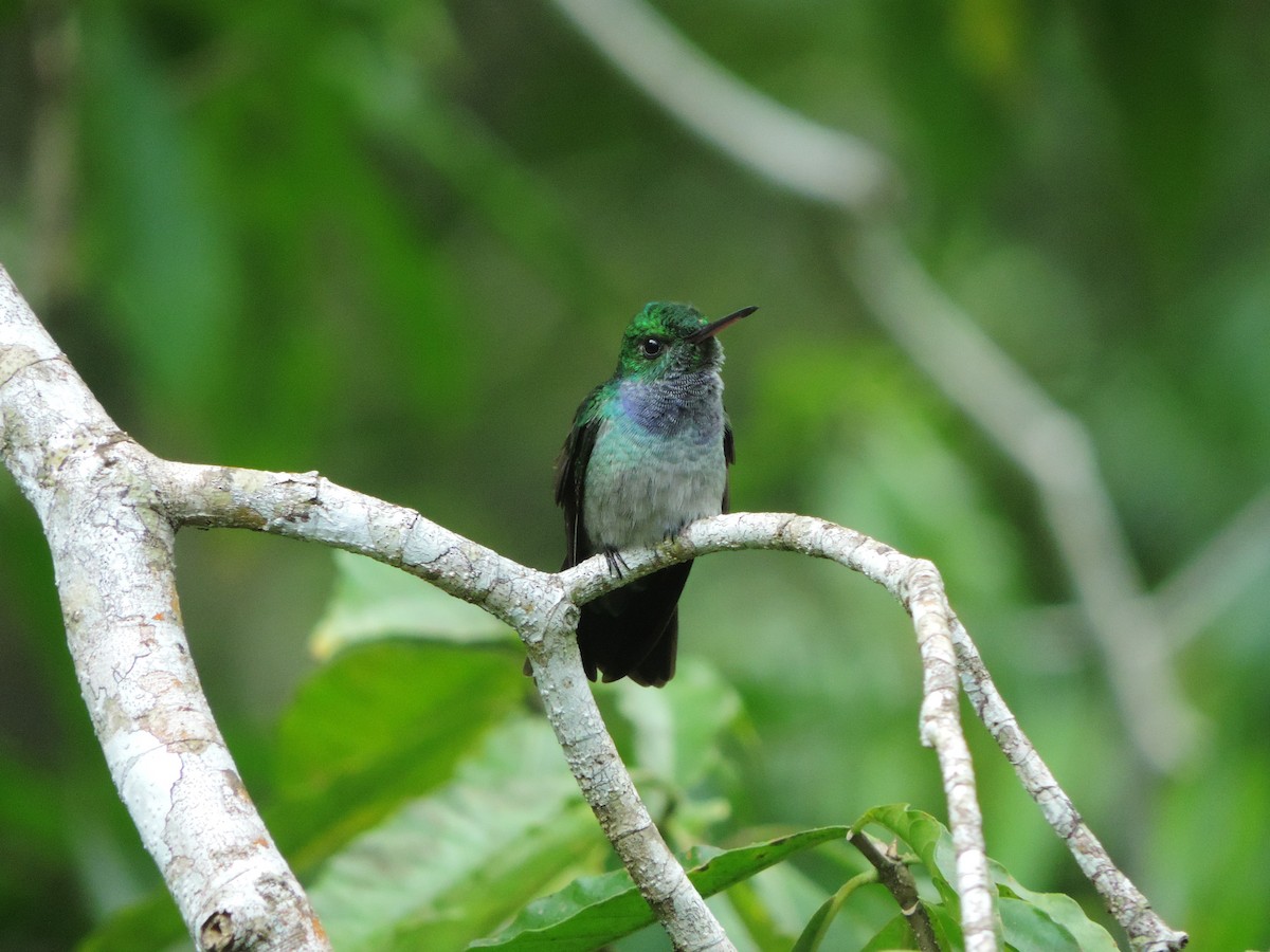 Blue-chested Hummingbird - Karen Bradbeer
